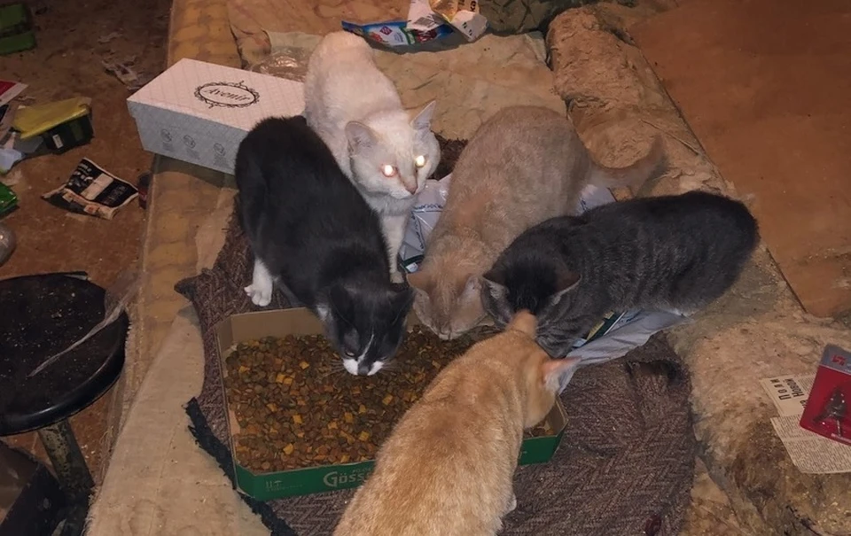 В Тюмени тело кошатницы, которая держала больше 20 кошек, неделю пролежало в квартире с живыми и мертвыми животными.