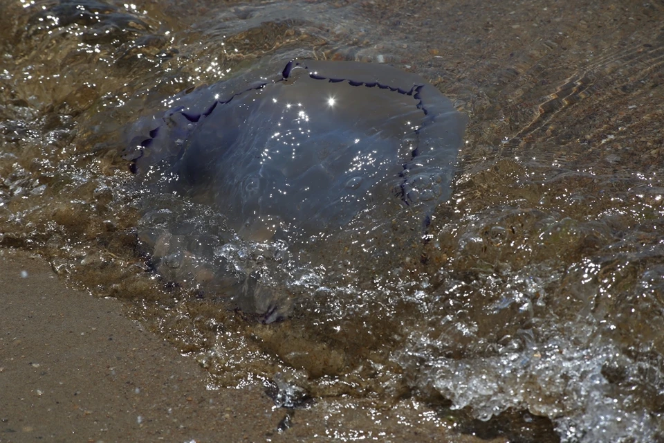 Несколько лет подряд отдыхающие жалуются на нашествие медуз в Азовском море.
