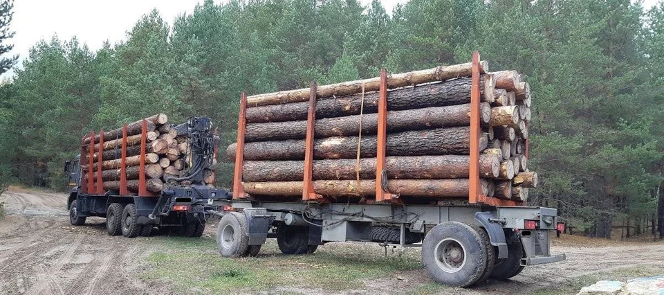 Объем перевозимой древесины превысил разрешенный. Фото: t.me/gibdd123region
