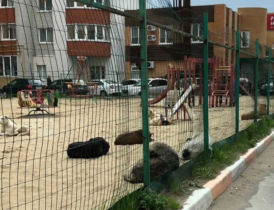 Не менее семи бездомных собак живут на детской площадке во дворе дома на улице Вишневой в Рязани. Фото: Юлия Перерядова-Самохина | НРВК.