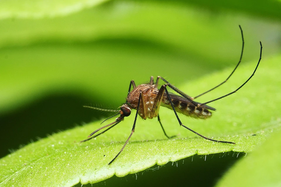 Ученый МГУ Марьинский назвал репелленты лучшим способом защиты от комаров