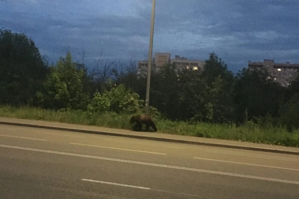Медвежонка заметили горожане. ФОТО: группа "Подслушано в Рыбинске" ВКонтакте
