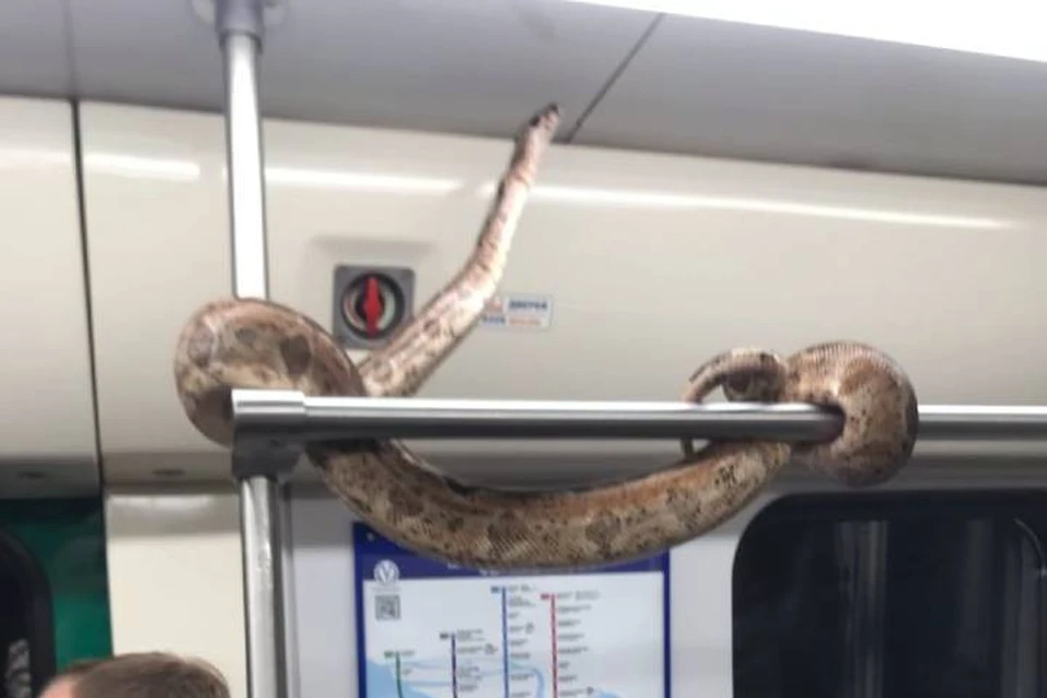 Огромного питона заметили в петербургском метро