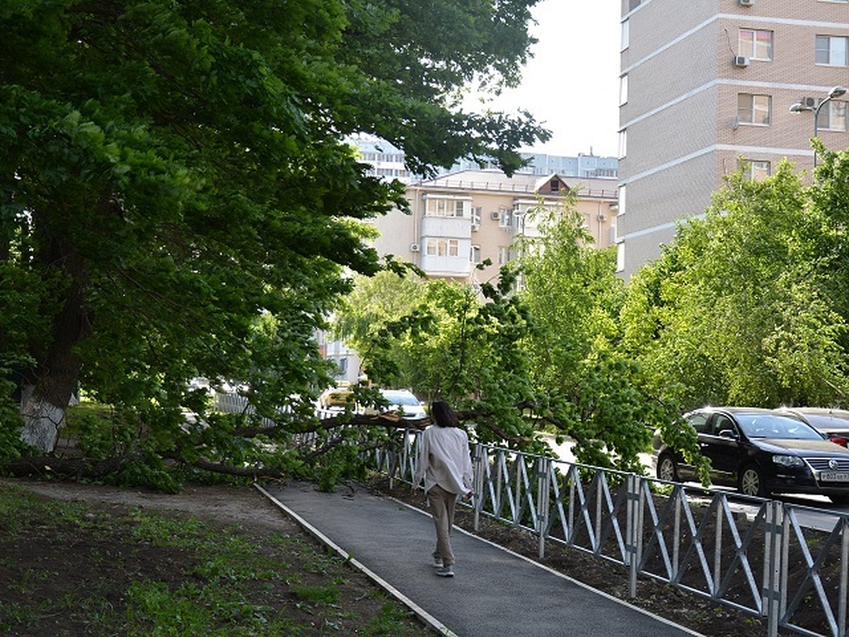 Усыхающие дубы или сломанная жизнь: в Краснодаре рухнуло еще одно дерево -  KP.RU