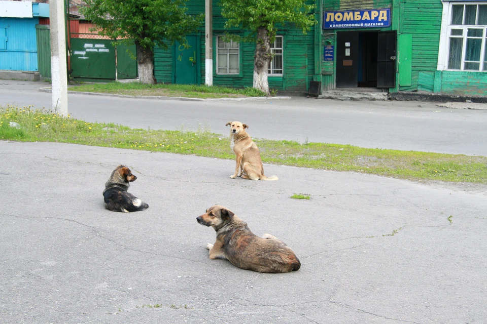 На сегодняшний день по закону «Об ответственном обращении с животными» бродячих собак должны отловить, стерилизовать, вакцинировать и выпустить обратно на улицу