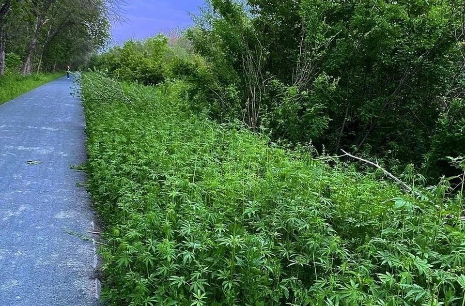 оренбург где растет конопля