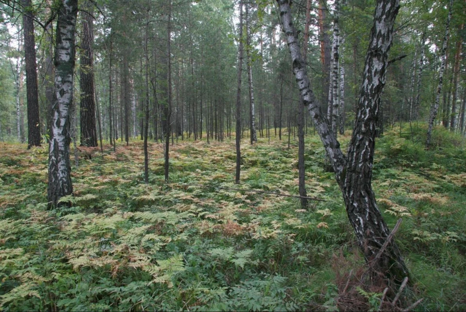 Рядом с базой находится лес