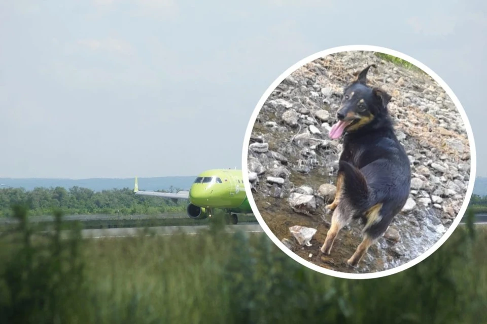 Собака убежала из багажного отсека самолета. Фото: Светлана МАКОВЕЕВА/Предоставлено Ольгой Кавковской