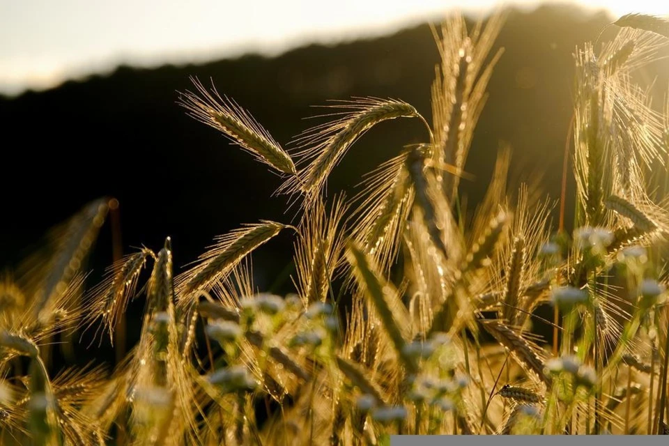 Лавров раскритиковал Генсекретаря ООН из-за отказа вывозить украинское зерно через Беларусь. Фото: pixabay.com