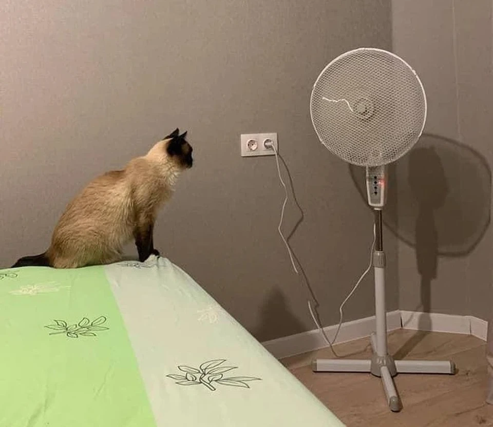 Кошки, как и их хозяева, в жару очень любят вентилятор. Фото: Лидия Стельмах.
