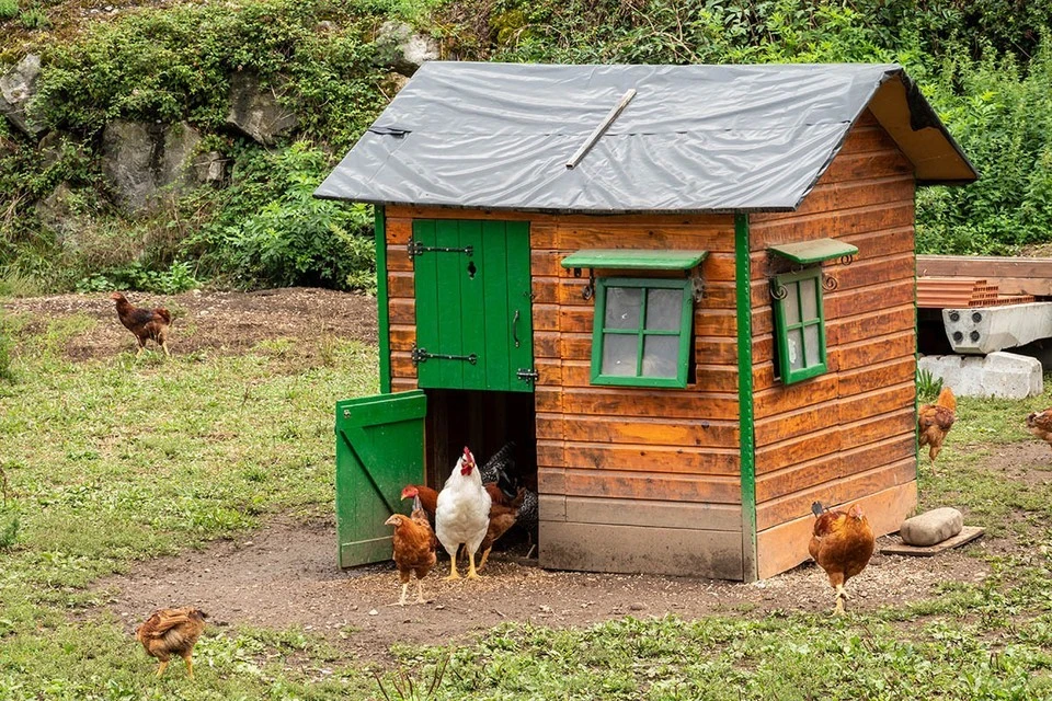 Россиянам разрешили разводить кур и кроликов на садовых участках