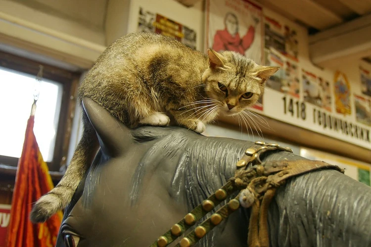 В Кузбассе кошки спасают экспонаты музея