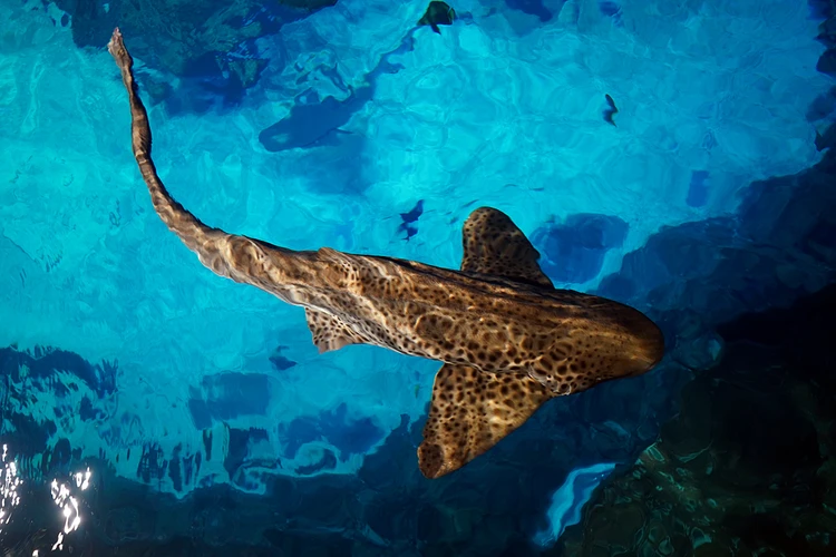 Почему акулы нападают на людей: пять наивных вопросов