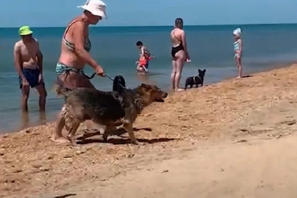 Присутствие собак не нравится туристам. Фото: скриншот видео