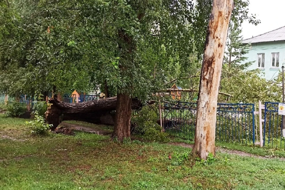 В Новосибирске огромный тополь рухнул на территорию детсада. Фото: "АСТ-54".