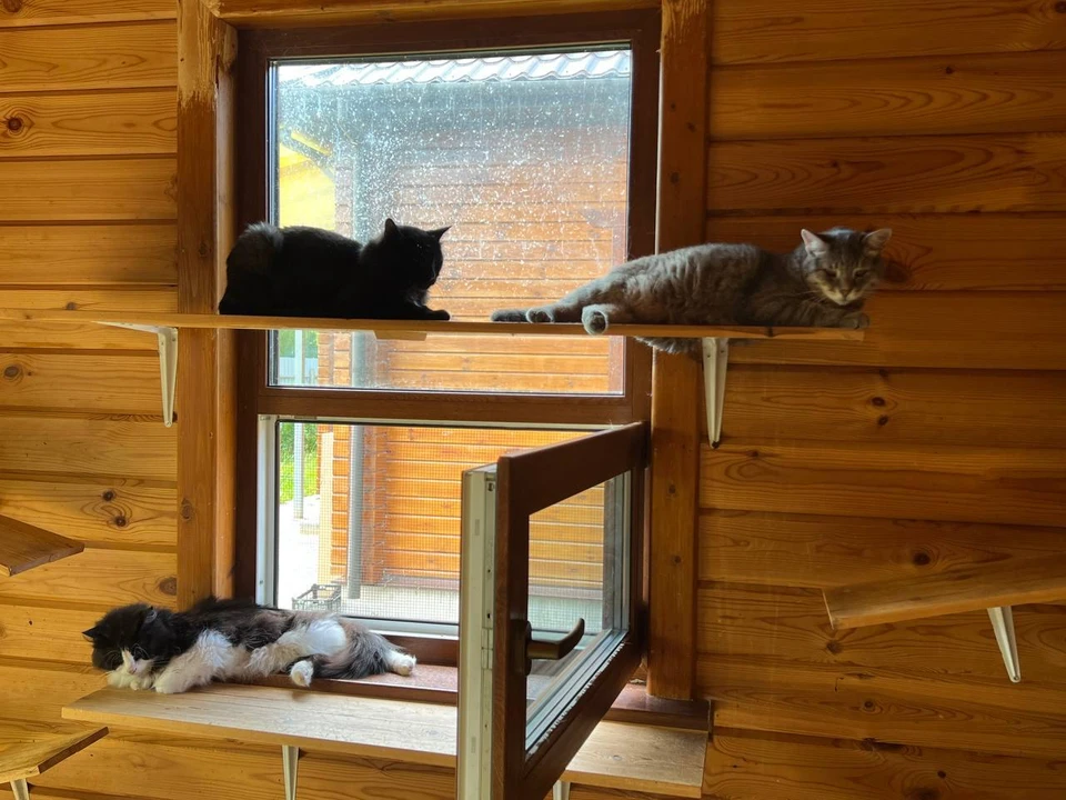 Сразу 13 кошек пытаются пристроить после смерти их хозяина. Фото предоставила Евгения Ежова.