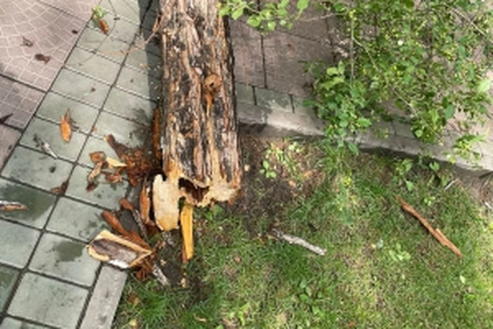 В Новосибирске после падения дерева на ребенка возбудили уголовное дело. Фото: СУ СК России по НСО