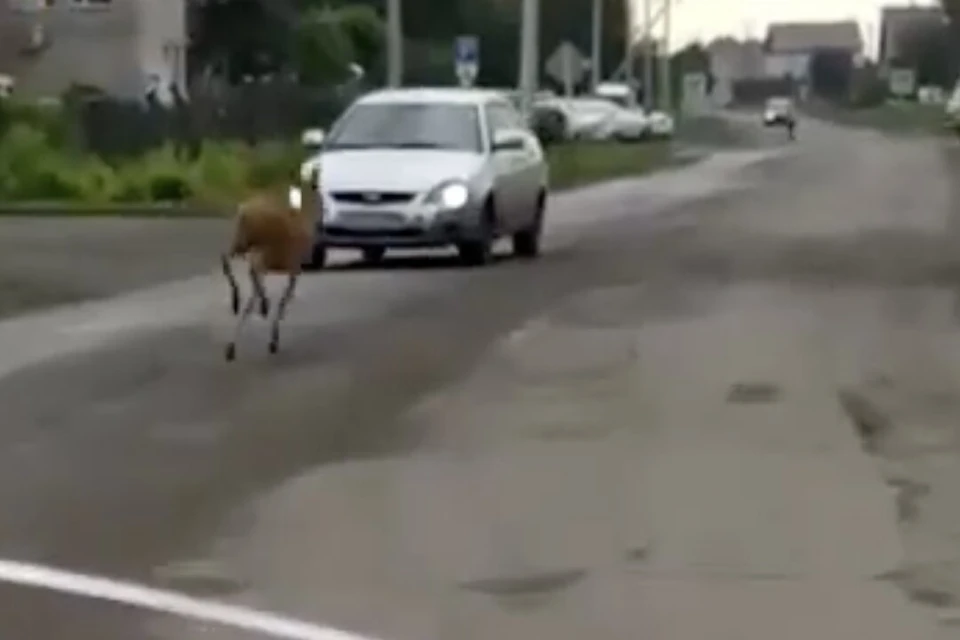 Косуля пробежалась по главной улице Венгерово. Фото: кадр из видео