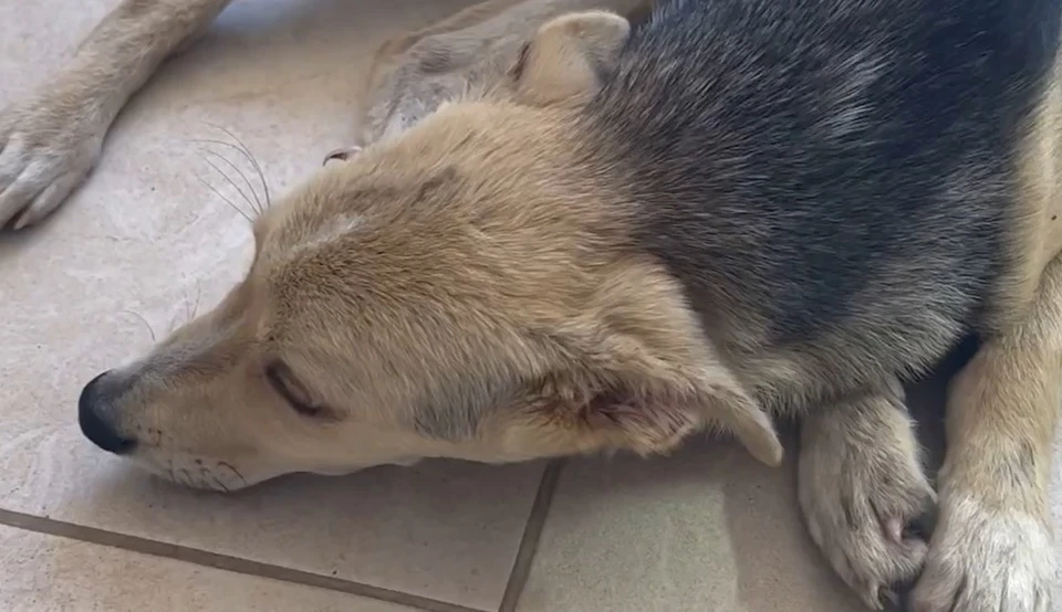 «Порыв души»: волгоградские волонтеры приютили больного щенка из Грозного