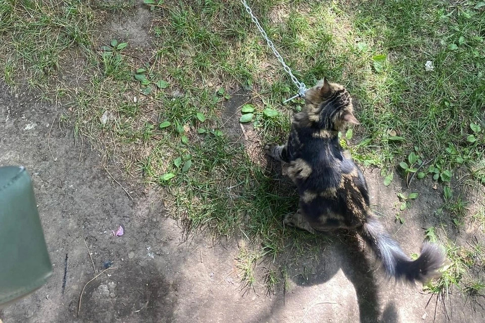 Рядом с котом никого не было. Фото: vk.com/novosibka