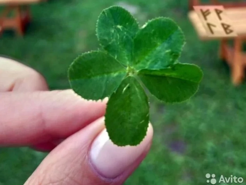 Four-leaf clover - Wikipedia