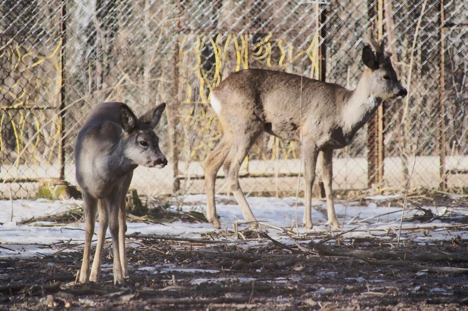 в Тульской области установили сезонный лимит добычи для охотников на оленей, лосей и барсуков
