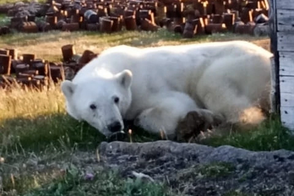 В Диксоне попавший в западню белый медведь пришел за помощью к людям. Фото: страница ВК Светланы Радионовой
