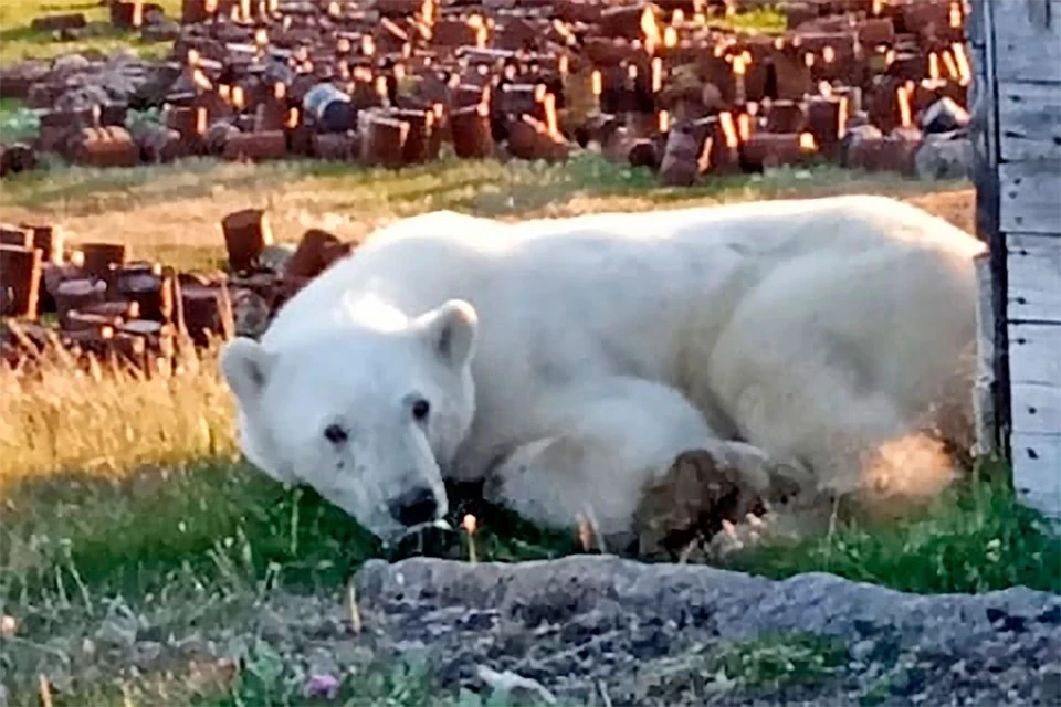 Косолапый хотел полакомиться сгущенкой и попался в настоящую ловушку