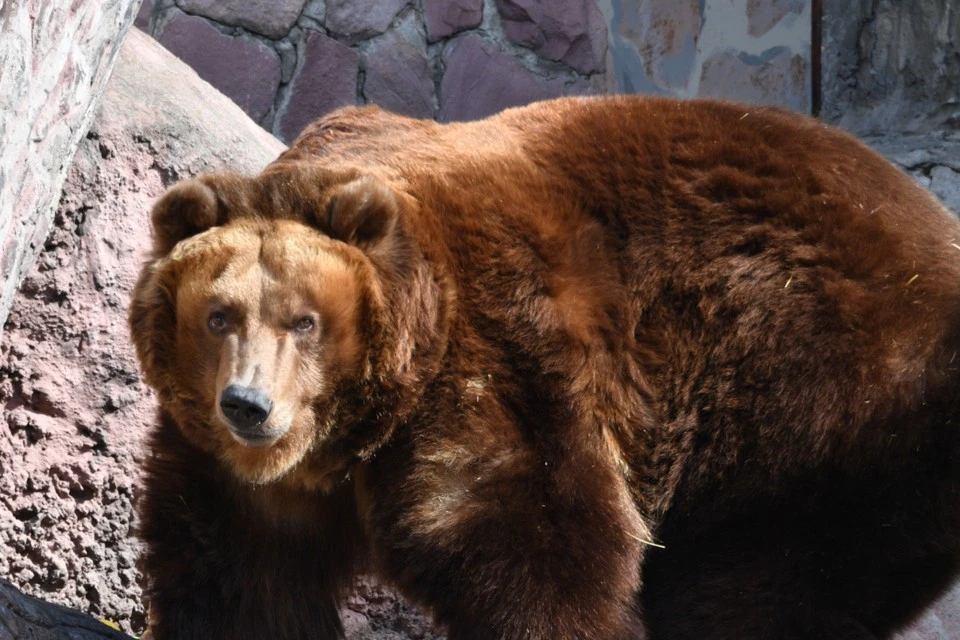У медведей - "свадьбы": биологи на Байкале объяснили, почему не стоит переходить Мишкам тропу.