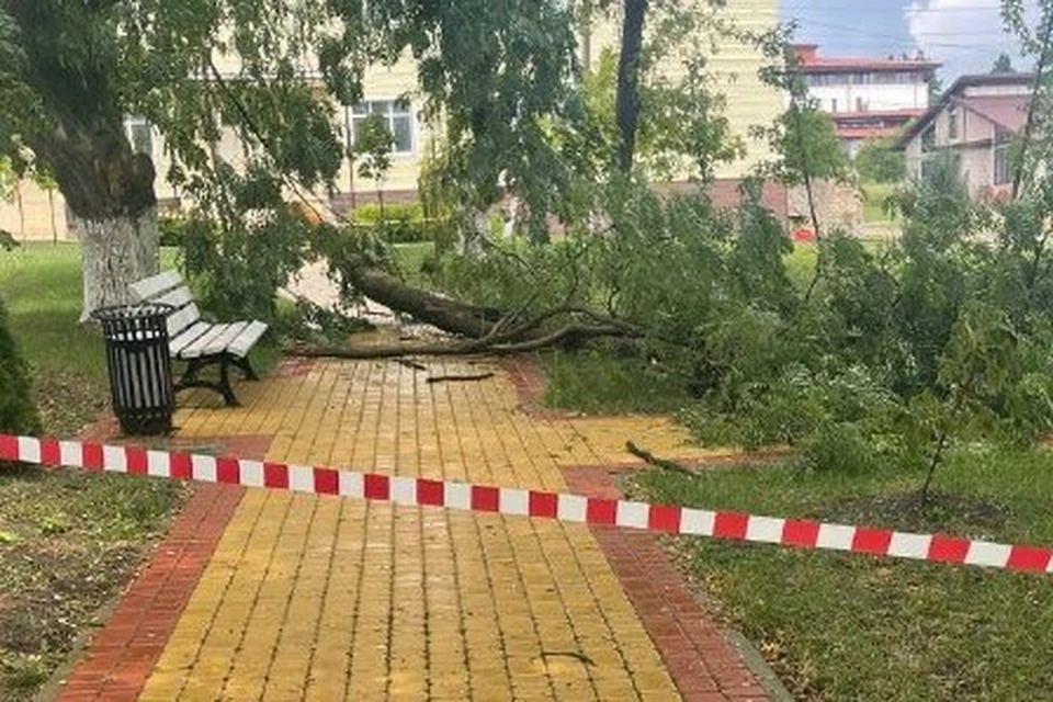 В селе Молдаванском дерево упало на пешеходную зону. Фото: пресс-служба администрации Молдаванского сельского поселения.