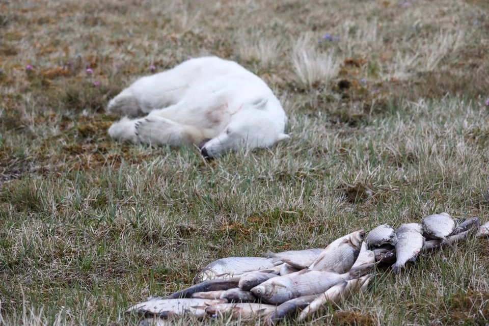 Как спасали белую медведицу в Диксоне. Фото: Александр Китаев
