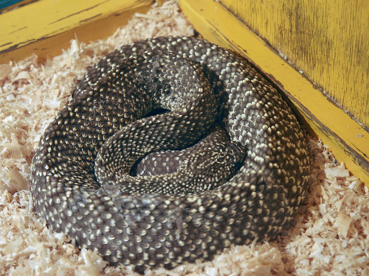 Змеи алтая. Фото змеи полоз в Алтайском крае. Змеи Алтайского края презентация.