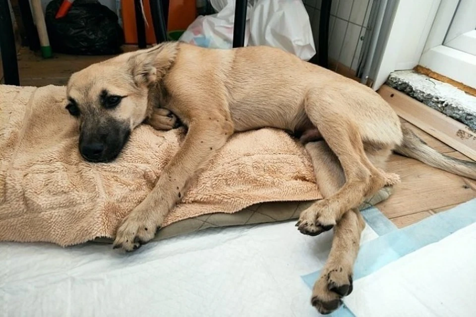 В Кинешме на мать и сына из пятиэтажного дома свалилась собака. ФОТО: группа "Полиция 37" ВКонтакте