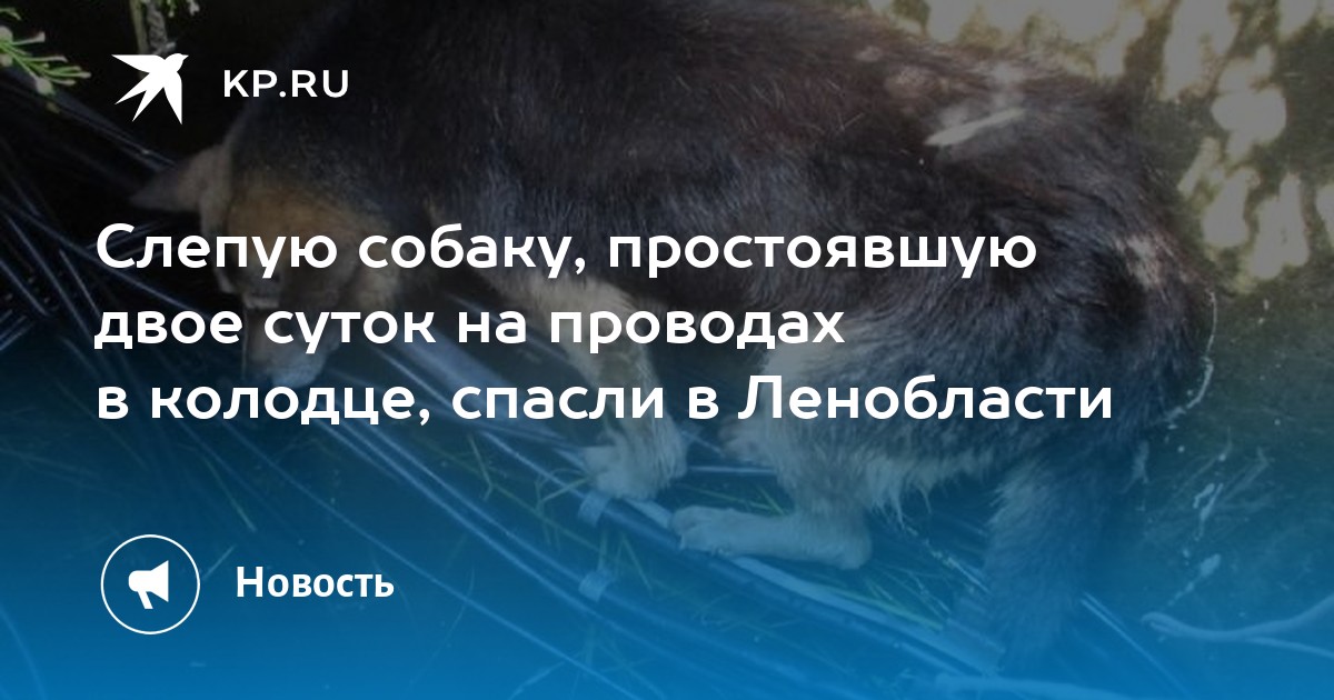 Слепую собаку, простоявшую двое суток на проводах в колодце, спасли в ...