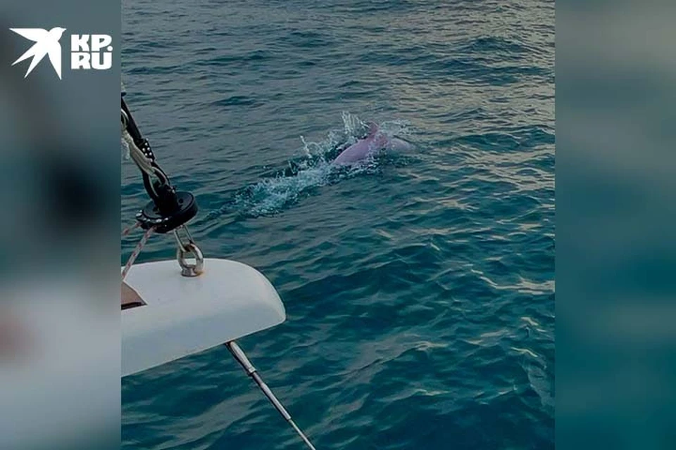 Увидеть белого дельфина - редкость. Фото: соцсети