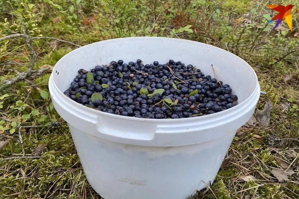 По словам Соломатиной, клюква, ежевика, клубника, брусника, черника замедляют процессы старения