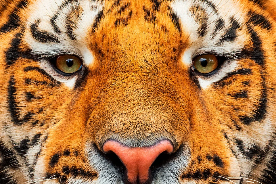 На официальном сайте II Международного форума по сохранению тигра опубликована деловая программа мероприятия