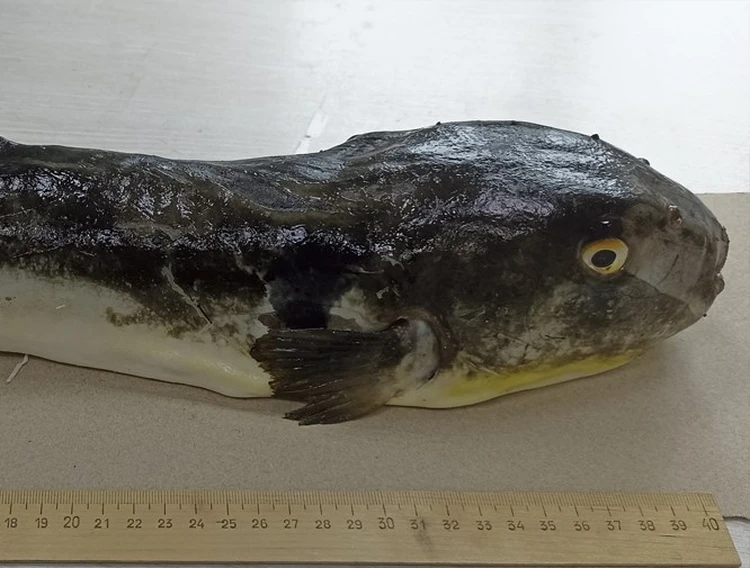 В 1000 раз сильнее цианистого калия: самую ядовитую рыбу мира случайно поймали жители Приморья