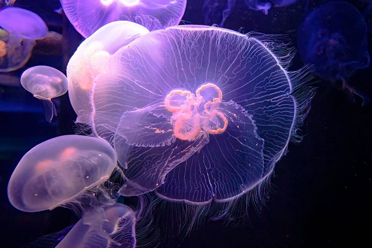 Нашествие медуз-зомби в Черном и Азовском море: Что делать туристам