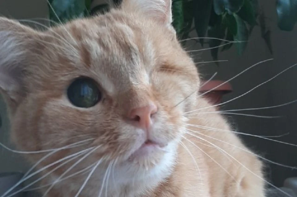 Кот Фантик