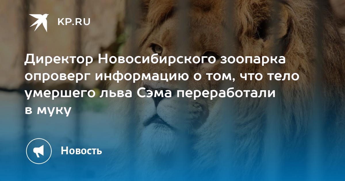 Директор Новосибирского зоопарка опроверг информацию о том, что тело умершего льва Сэма переработали в муку - KP.RU