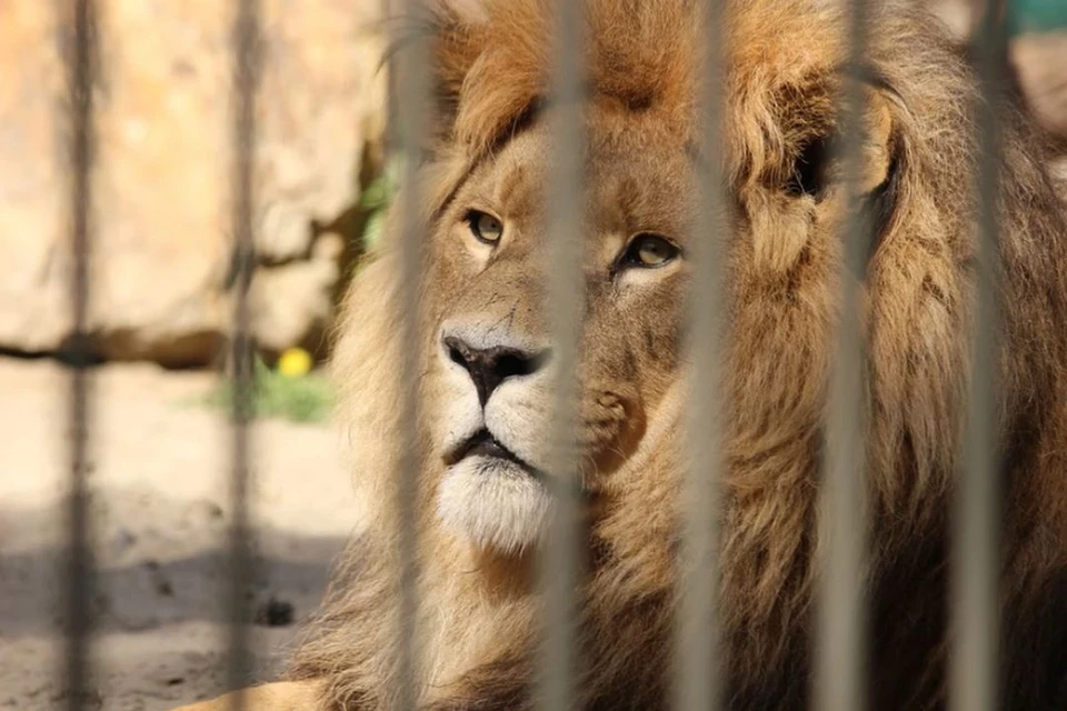 Директор Новосибирского зоопарка рассказал, что стало с телом умершего льва Сэма.