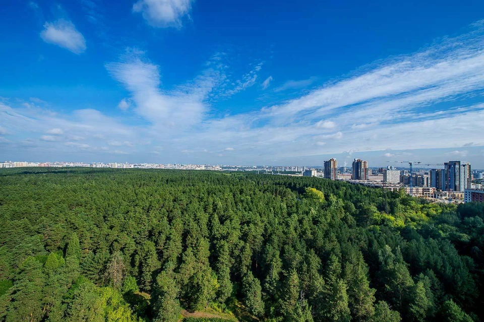 Городской бор и другие леса Челябинска останутся неприкосновенными. Фото: t.me/alexeytexlerofficial