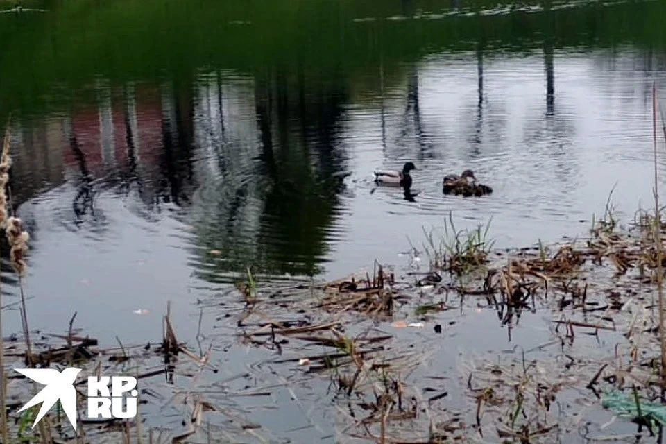 Многие любят подкормить уточек хлебом...
