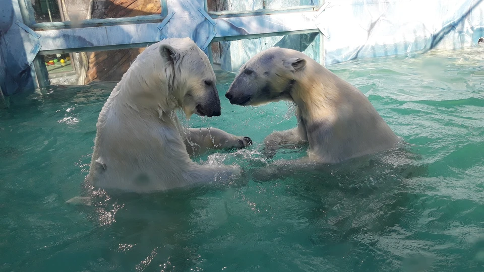 Белые медведи могут плескаются в бассейне целый день! Фото: vk.com/safarigelendzhik