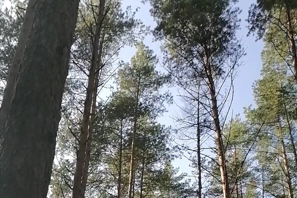 В Липецкой области продлили противопожарный режим до 30 августа