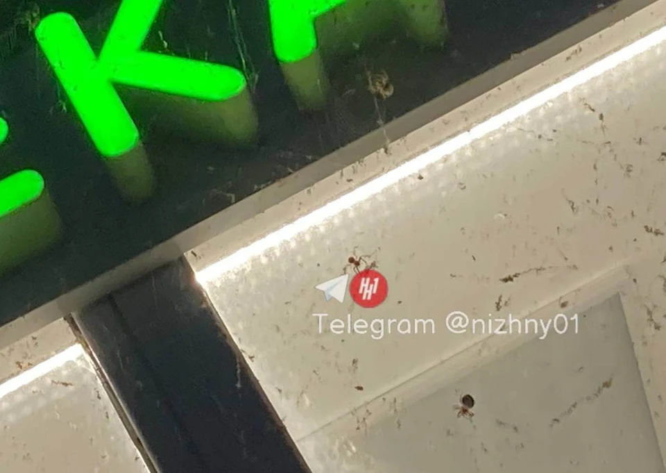 Нижегородцы жалуют на нашествие пауков в ЖК на улице Горной. Фото: Telegram-канал "Нижний №1"