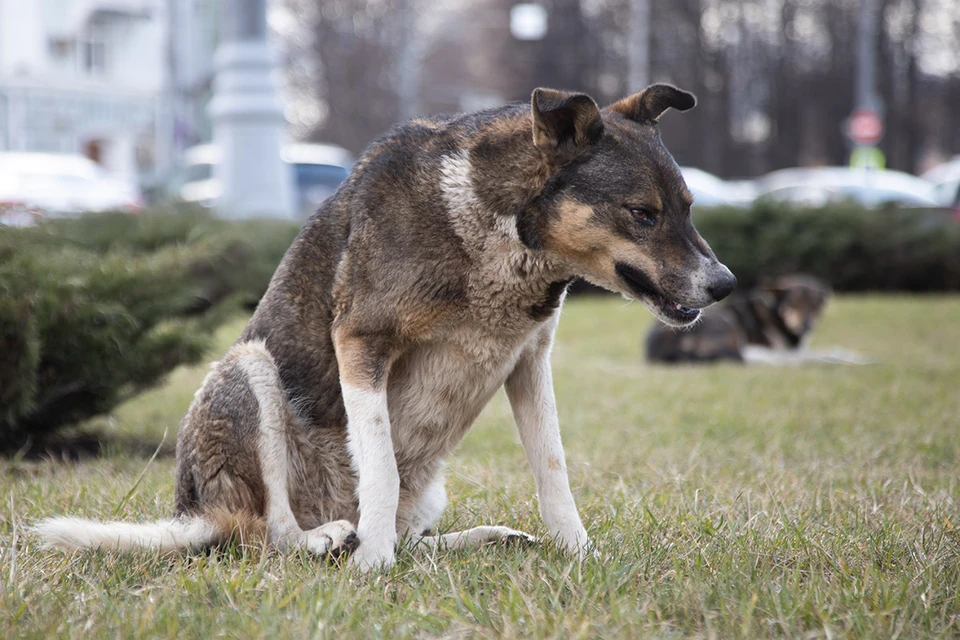 Накануне Дня бездомных животных KP.RU и ВЦИОМ выяснили, боятся ли россияне уличных собак и как считают правильным с ними бороться