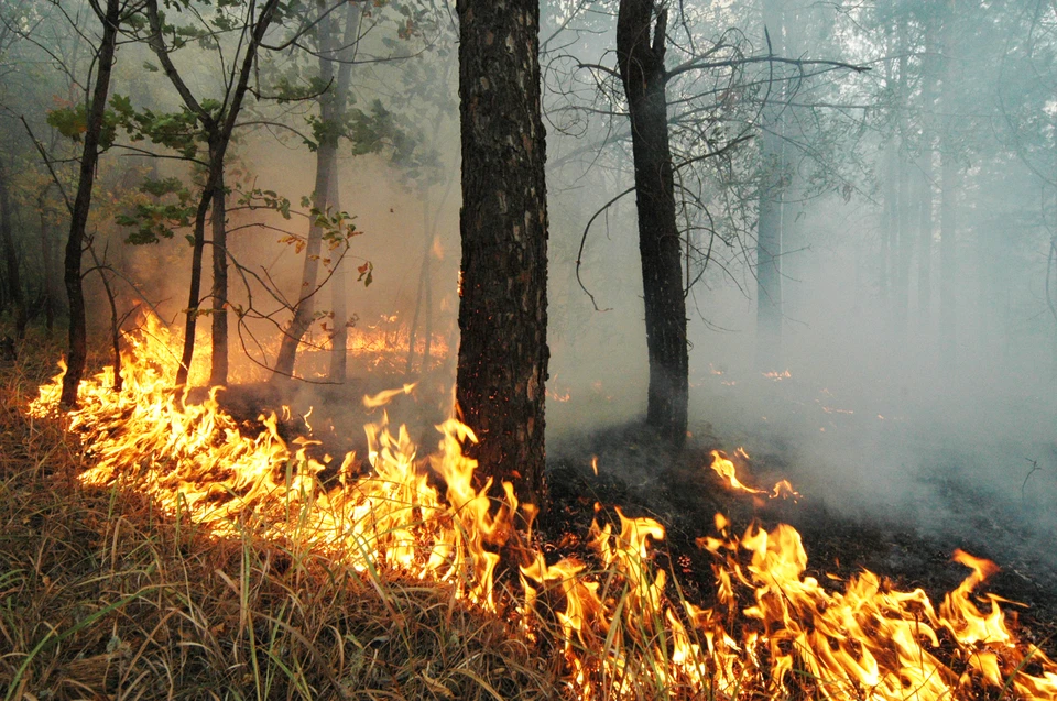 Режим ЧС введен в Нижегородской области из-за лесного пожара.