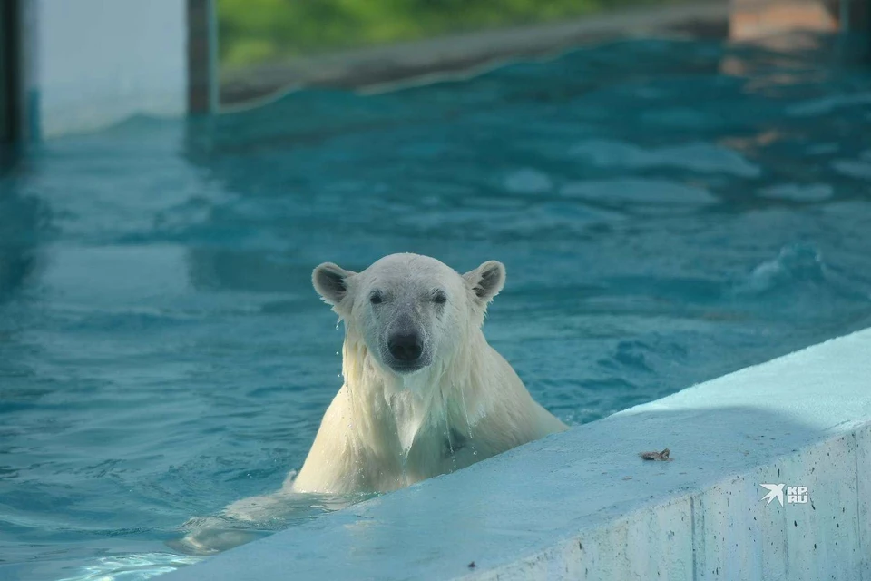 Посетителям Екатеринбургского зоопарка 19 августа представили белую медведицу Хатангу
